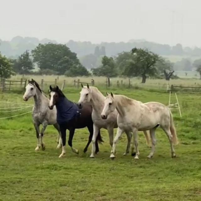 Gaestehaus White Horse Diedersen Coppenbrügge Buitenkant foto