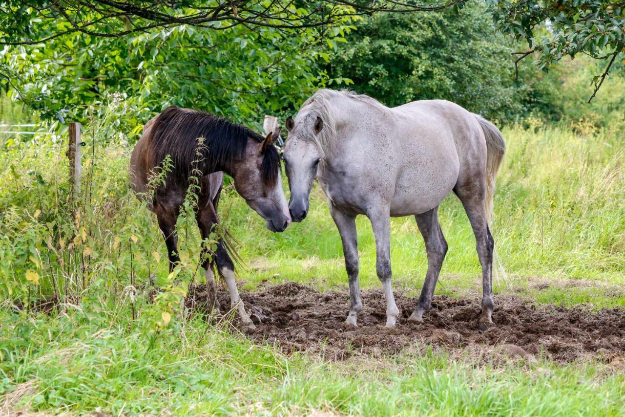 Gaestehaus White Horse Diedersen Coppenbrügge Buitenkant foto